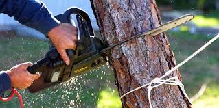 Best Tree Removal Services  in Weed, CA